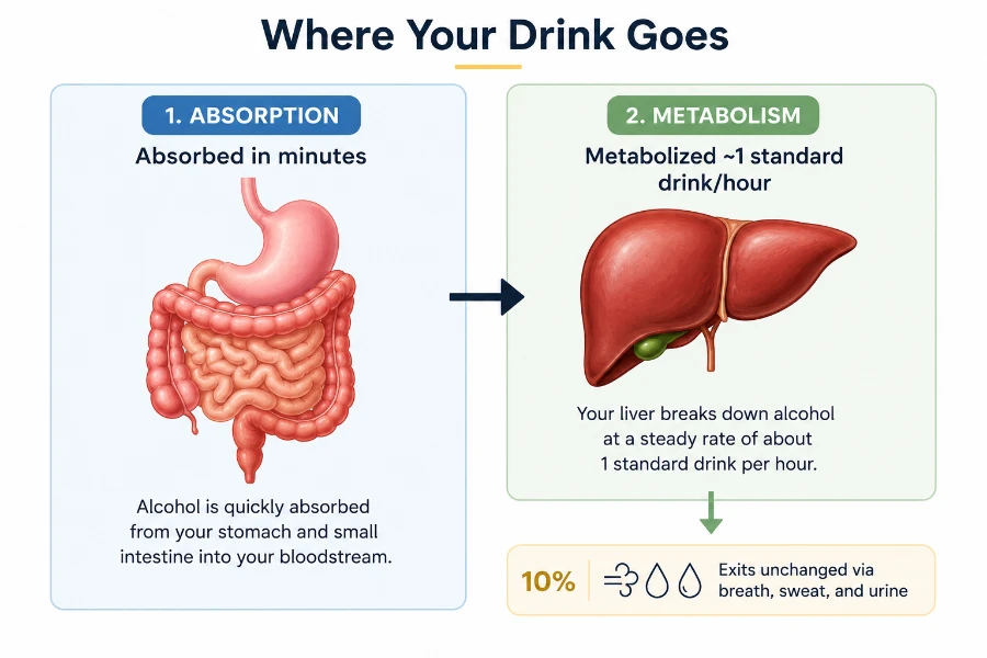 Where Your Drink Goes